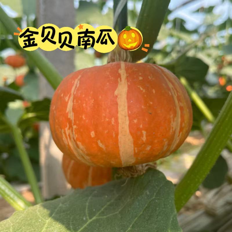 13485228.【桃趣生】黄金贝贝南瓜，比栗子香，比芋头粉，质地粉糯、无丝无渣、口感香甜【到货后建议放置3天】（中通快递）