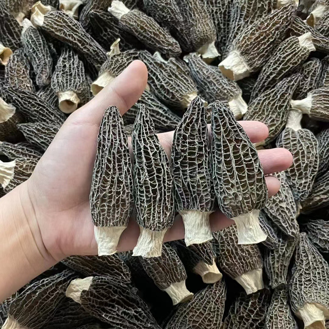 13133527.高品质头茬羊肚菌干货足干云南特产大个羊肚菌菇蘑菇煲汤食材50克/袋菌菇特级羊肚菌