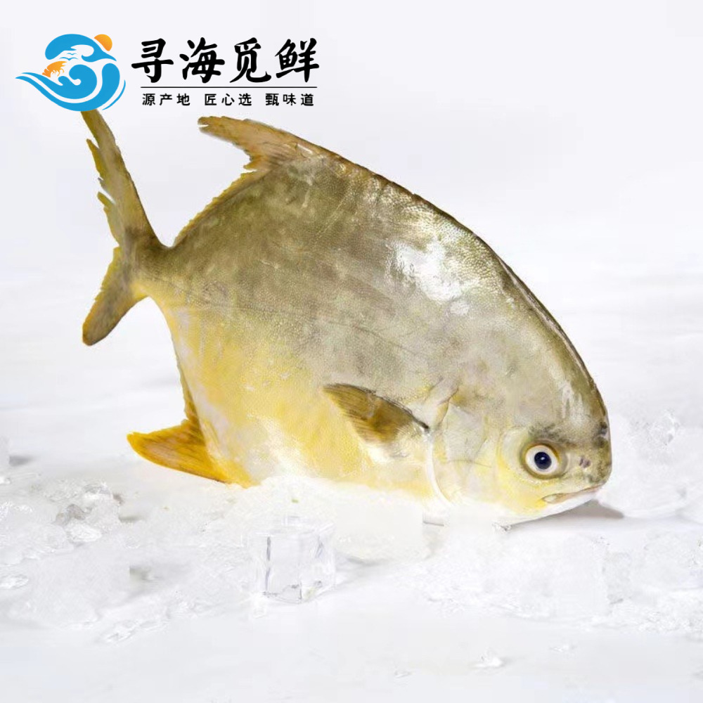 12683020.【寻海觅鲜】 新鲜海捕 金鲳 大金鲳鱼 鲳鱼 新鲜速冻 顺丰发货