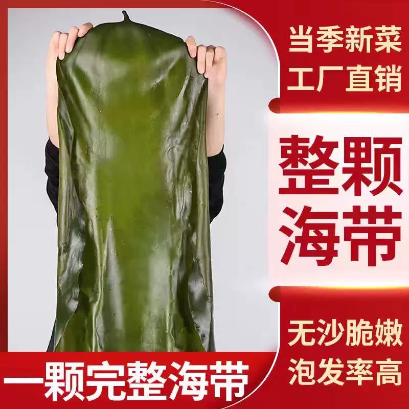 12698433.【寻海觅鲜】新鲜盐渍整颗海带  全家做饭只需一棵菜