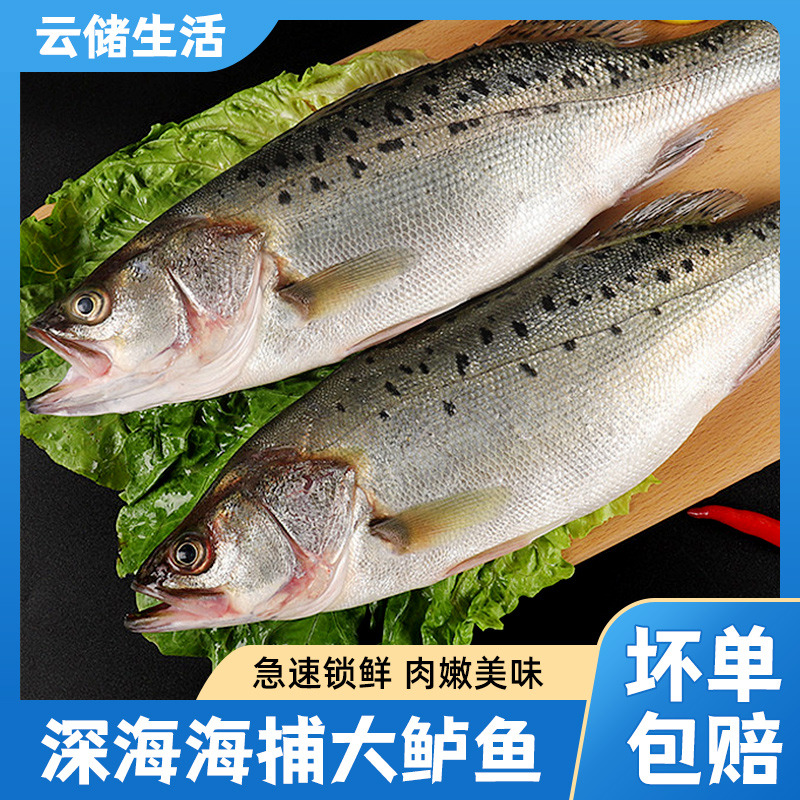 13023553.【整条海鲈鱼】大鲈鱼深海捕捞鲜活速冻鲜嫩美味500g/条*3