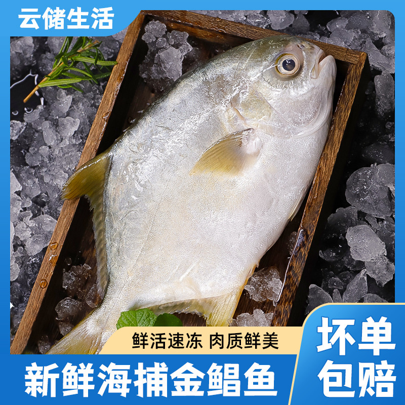 13023535.【黄金鲳鱼】冷冻黄金鲳鱼300-400g/条*5海捕深海鱼平鱼鲳鱼