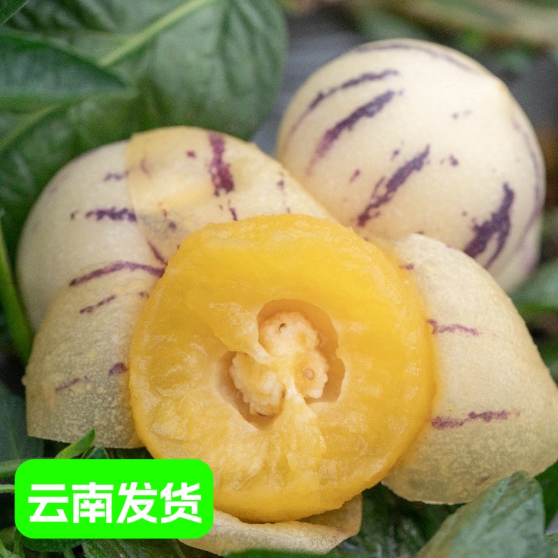 13787579.云南树熟人参果 一口爆汁 甘甜水润 皮薄如纸 无核无渣 水果界的“灌汤包”