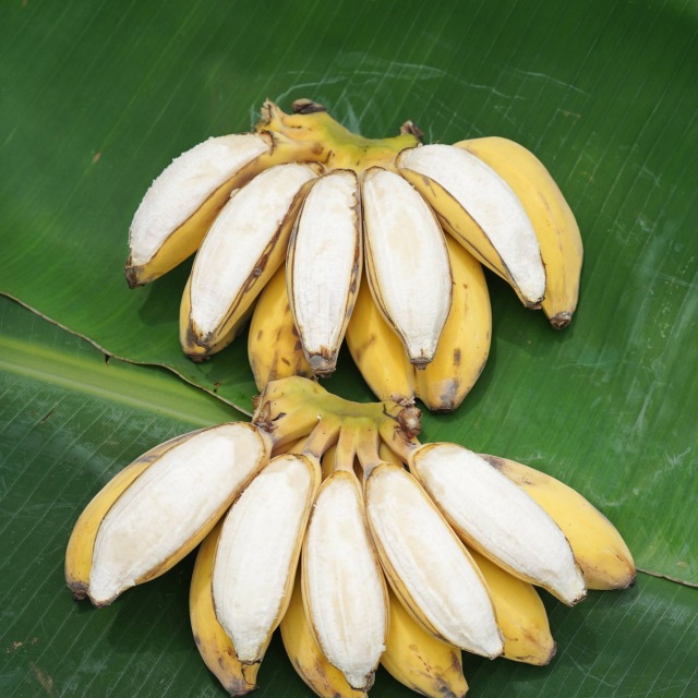 13356579.【需催熟食用】广西苹果蕉 胖嘟嘟现摘新鲜香蕉 香甜软糯 广西发货