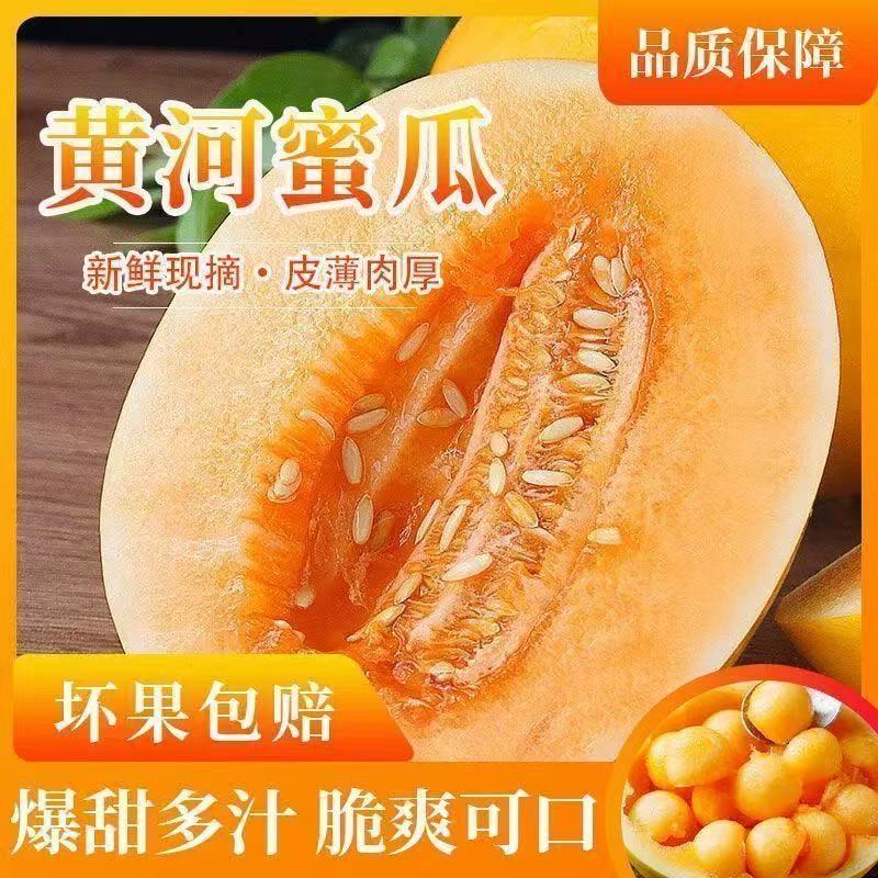 13657096.【验货主推款】寻味计划 甘肃民勤沙漠蜜瓜 脆甜多汁多规格可选