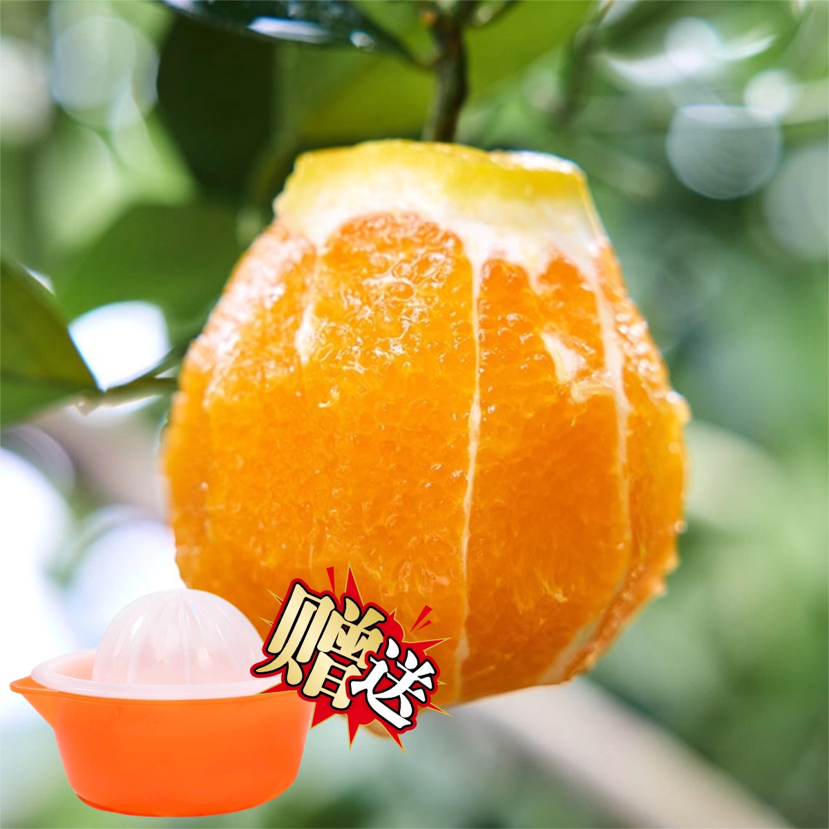 13600885.【送榨汁杯】5斤秭归夏橙 夏天独一份的多汁鲜橙 炎炎夏日来一杯鲜榨橙汁