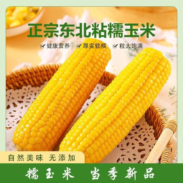 13367321.【10根】东北黄糯玉米260-350克/根