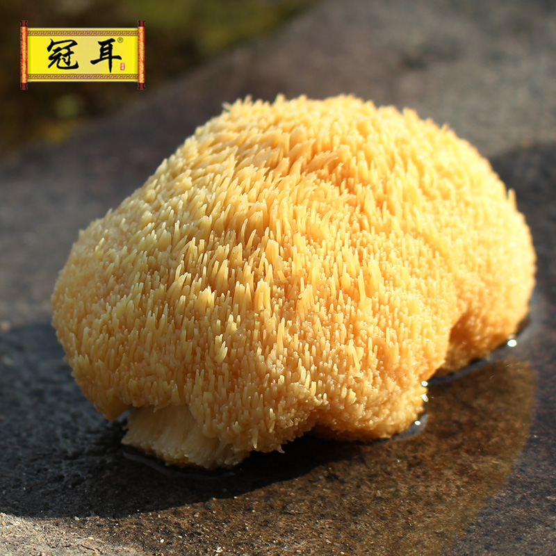 12697964.【胃你好】冠耳 猴头菇干货 古田特产猴头菌类煲汤新货干菌菇无硫熏新鲜 各规格